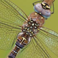 Migrant Hawker 3 